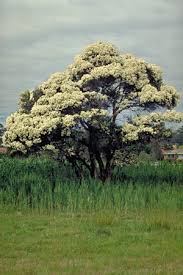 Melaleuca Linariifolia Photo Brian Walters The White Flowers Occur In Prominent Fluffy Clusters Which C Australian Native Plants Snow In Summer Summer Trees