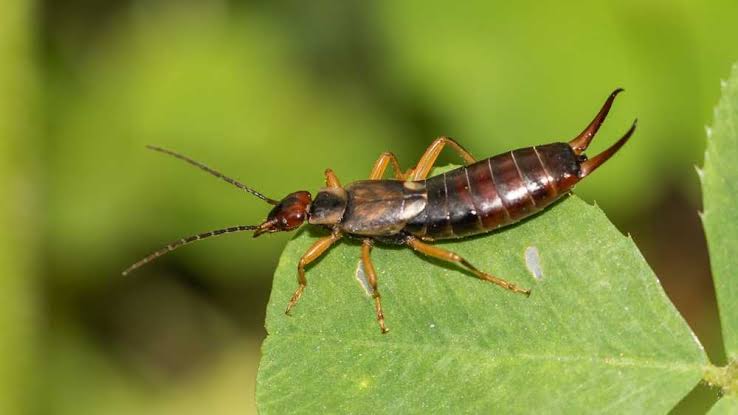 Earwigs Bugs: Identification & Easy Control Tips