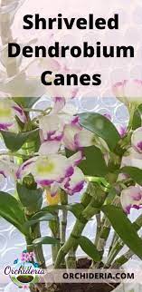 Dendrobium Shriveled Canes 5 Probable Reasons Orchideria Orchid Plant Care Dendrobium Orchids Care Orchid Care