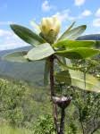 Image result for Protea welwitschii × angolensis