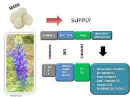 Nutrients Free Full Text Nutritional And Bioactive Compounds In Mexican Lupin Beans Species A Mini Review Html