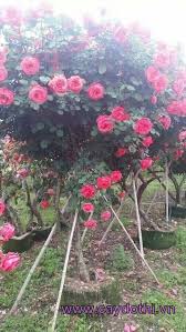 Maybe you would like to learn more about one of these? 39 Roses Trees Ideas Plants Rose Rose Trees