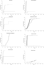 Image result for Sarcophrynium prionogonium