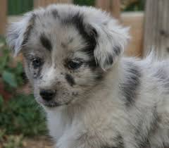 Black And Tan Australian Shepherd Puppies For Sale Love Australian Shepherds Shepherd Mix Puppies Australian Shepherd Puppies Miniature Australian Shepherd