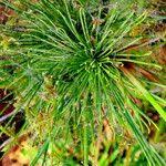 Image result for Cyperus prolifer