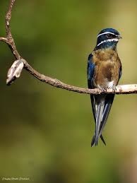 Image result for Enneapogon pretoriensis