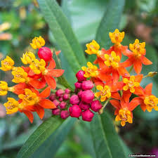 Silky Deep Red Tropical Milkweed Produces Eye Catching Red Orange Flowers With Yellow Centers An Irreplaceable Source Red Perennials Milkweed Milkweed Plant