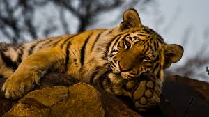 India is one of the megadiverse countries in the world that supports more than 8% of the global biodiversity. Kanha National Park India Natural World Safaris
