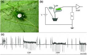 Whatever bugs you, leave it to us to take care of at four seasons pest control. Aphid Proof Plants Biotechnology Based Approaches For Aphid Control Springerlink