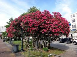 1 55 Graines De Laurier Rose Nerium Oleander 10 Graines Par Sachet Le Laurier Rose Est Un Superbe Arbuste Qui Fleuri Arbre Persistant Laurier Rose Arbuste