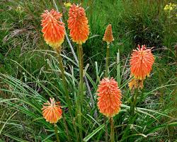 Image result for Kniphofia linearifolia