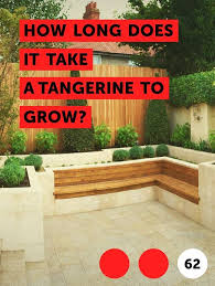 What is the fastest growing tree? Learn How Long Does It Take A Tangerine To Grow How To Guides Tips And Tricks Plants Tangerine Tree Leyland Cypress