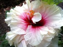 This pesticide should be used only as a last resort in the event of very severe infestations in gardens. For The Love Of Double Tropical Hibiscus Dengarden