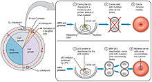 Cervical Cancer Wikipedia