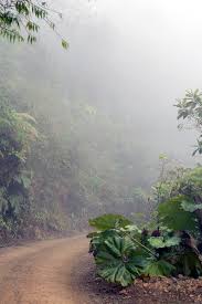 The forests in costa rica can be classified as rainforest, cloud forest, and topical dry forest. Hd Wallpaper Costa Rica Rainforest Dirt Road Fern Fog Green Plants Wallpaper Flare