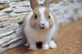 Dwarf Rabbit Life Expectancy Dwarf Rabbit Rabbit Life Rabbit Breeds