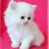Kittens For Sale | Mini Persian Kittens