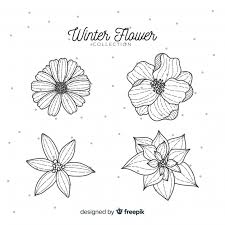 Watercolor white anemone flowers illustrations. Free Vector Hand Drawn Winter Flower Collection