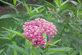 Easy Growing Bog Plants Swamp Milkweed Asclepias Incarnata Full Sun Boggy Soil Bog Plants Plants Colorful Plants