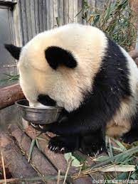 Giant Panda Photos Panda Bear Baby Animals Panda