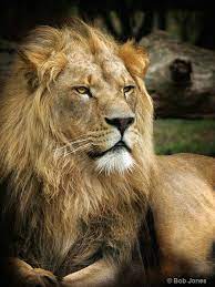A Regal Pose Photograph At Betterphoto Com Animals Wild Big Cats Feline