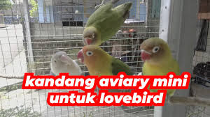 Mini aviary lovebird adalah suatu metode modifikasi kandang kotak lovebird, kandang lovebird koloni, kandang ternak yang. Kandang Aviary Mini Untuk Lovebird Youtube
