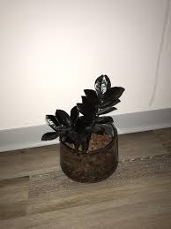 Maybe you would like to learn more about one of these? Raven Zz Plant In Semi Hydroponic Album On Imgur