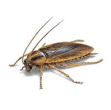 En cas de rareté de nourriture; Blattes Encyclopedie Des Parasites Orkin Canada