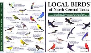 Water Birds Of Central Florida Birds Nctex Jpg 864 500 Bird Identification Backyard Birds Florida