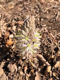 Image result for Xerophyta scabrida