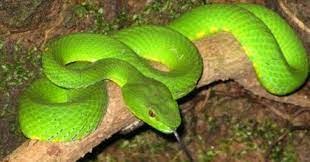 Mimpi melihat ular kobra besar adalah pertanda bahwa akan adanya orang ketiga dalam hubungan kamu. 8 Arti Mimpi Melihat Ular Di Atas Pohon Lepank