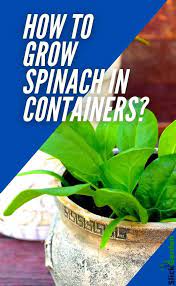 How To Grow Spinach In Containers Slick Garden In 2021 Growing Spinach Spinach Growing