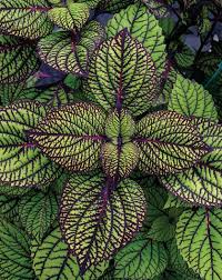 Image result for Coleus rhodesianum