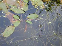 Image result for Potamogeton nodosus