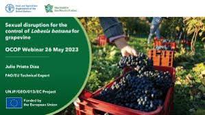 Image result for Lobesia botrana grapevine