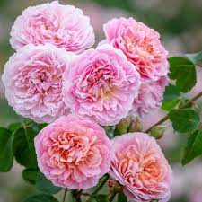 Come now and explore the sights of the stinking rose! Most Fragrant Roses David Austin Roses