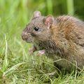 Do Rats Dig Holes In The Ground Hunker Electric Fence Dig Digging Holes