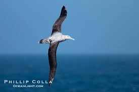 Big Black Bird With White Wing Tips Wandering Albatross In Flight Over The Open Sea The Wandering Albatross Has The Largest Wingspan Of Any Living Bir Blog Photography Natural History Albatross