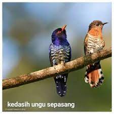 Sebagaimana sketsa hewan pada umumnya, sketsa gambar burung adalah salah satu jenis sketsa yang paling digemari dan sering dibuat oleh para pecinta gambar. Gambar Burung Posts Facebook
