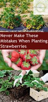 Planting Strawberries Don T Make These Mistakes Bless My Weeds Strawberry Plants Strawberry Garden When To Plant Strawberries