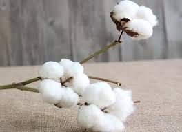 Inilah daftar nama bunga beserta gambar nya, indah, unik, cantik dan langka, lengkap dengan penjelasannya. 9 Tanaman Ini Cocok Banget Jadi Komposisi Bouquet Bunga Kering