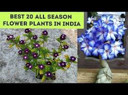 The spring and summer flowers found in india deserve a special mention since, after the long and cold winter, they bring amazing colors, as well as vibes to the country. All Season Flower Plants In India Plant Names With Pictures Youtube Flowering Plants In India Planting Flowers Flowering Creepers