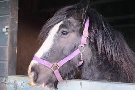 Fundraiser by Sarah Simpson : Choose a name for our new boy