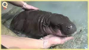 Amazing vintage 90's tomy first fun bath buddies hippo squeeze crazy eyes new ! Baby Hippo Takes Her First Bath Youtube