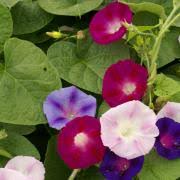    red picotee morning glory. 100 Seeds Outsidepride Morning Glory Red Picotee Vines Plants Seeds Bulbs Svanimal Com
