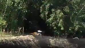 A seleção da venezuela é a primeira adversário do brasil na ca / foto: Graban Video En Que Un Tigre De Bengala Persigue Y Ataca A Un Hombre Rcn Radio
