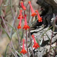 Image result for Secamone punctulata