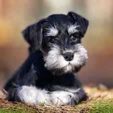 The miniature schnauzer makes a great companion and is very eager to please. Find Miniature Schnauzer Puppies For Sale In Florida