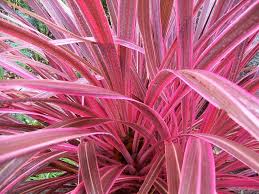 Subito a casa e in tutta sicurezza con ebay! Arbusti A Foglie Rosse Un Esemplare Di Cordyline Piante Da Giardino Arbusti Piantare Alberi