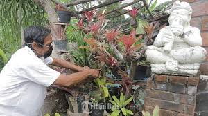 Di samping itu, kau juga sebenarnya bisa membuat bidang tersebut sendiri menggunakan material kayu yang ada. Tren Kebun Mini Masyarakat Urban Berawal Dari Hobi Hingga Banyak Peminat Di Masa Pandemi Tribun Bali